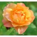 Роза на штамбе Алла РА 90-110 см С10