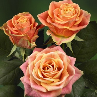 Роза чайно-гибридная Маракуйя С4