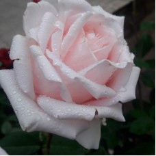 Роза чайно-гибридная Мархёнконигин С4