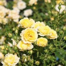 Роза почвопокровная Еллоу Фейри С1,5 корнесобственная
