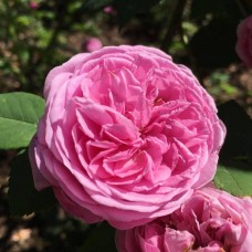 Роза бурбонская Луис Одьер (туба а/ф Сибирский сад)