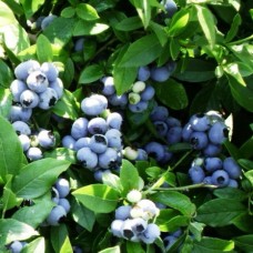 Голубика садовая Патриот С1,5 H30-40 см