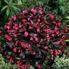 Вейгела цветущая Александра C3 Н30-40 см