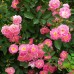 Роза на штамбе мультифлора C4/C5 HPA 80-100 см