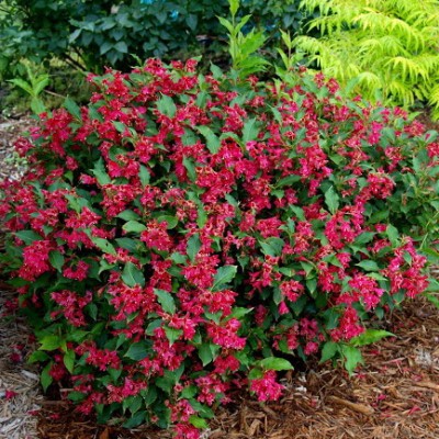 Вейгела цветущая Ред Принц C5 Н60-80 см