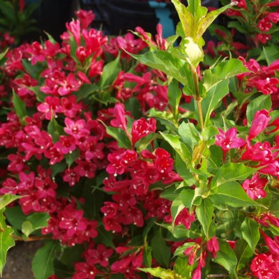 Вейгела цветущая Румба C3 H50-60 см