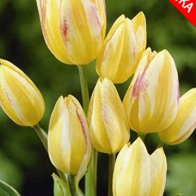 Тюльпан Многоцветковый Antoinette 7 шт/уп.