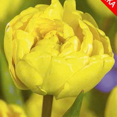 Тюльпан Yellow Pompenette 3 шт/уп.