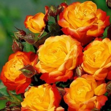 Роза чайно-гибридная Генриетта С4