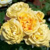 Роза чайно-гибридная Микеланджело (туба а/ф Сибирский сад)