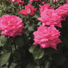 Роза чайно-гибридная Акапелла С4