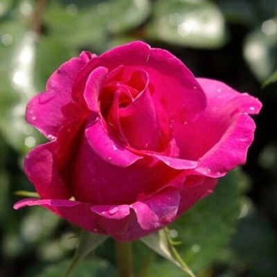 Роза чайно-гибридная Ланком С4