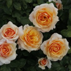 Роза чайно-гибридная Свит Леди С7