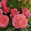 Роза чайно-гибридная Пантэр Роуз (туба а/ф Сибирский сад)
