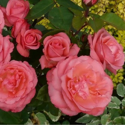 Роза чайно-гибридная Пантэр Роуз С4