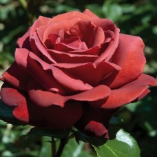 Роза чайно-гибридная Терракота (туба а/ф Сибирский сад)