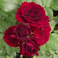 Роза флорибунда Ред Сенсейшн (туба а/ф Сибирский сад)