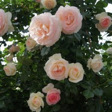 Роза плетистая Пале Рояль С4