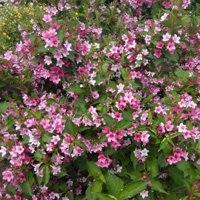 Вейгела цветущая Розеа С7,5 Н30-40 см