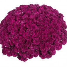 Хризантема мультифлора пурпурная С3