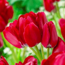 Тюльпан многоцветковый Фейри клаб 3шт/уп (разбор 12+)