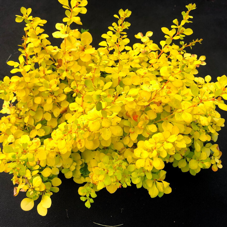 Барбарис тунберга Санни C3 Н20-30 см купить за 990.00 р. в садовом ...