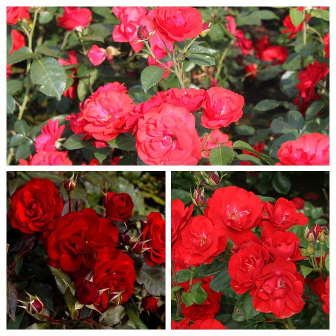 Роза флорибунда Торнадо ОКС купить за 530.00 р. в садовом центре АСТ ...